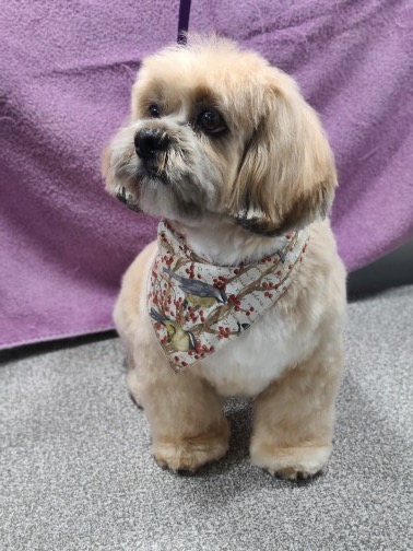 Freshly groomed Shih Tzu with floral bandana