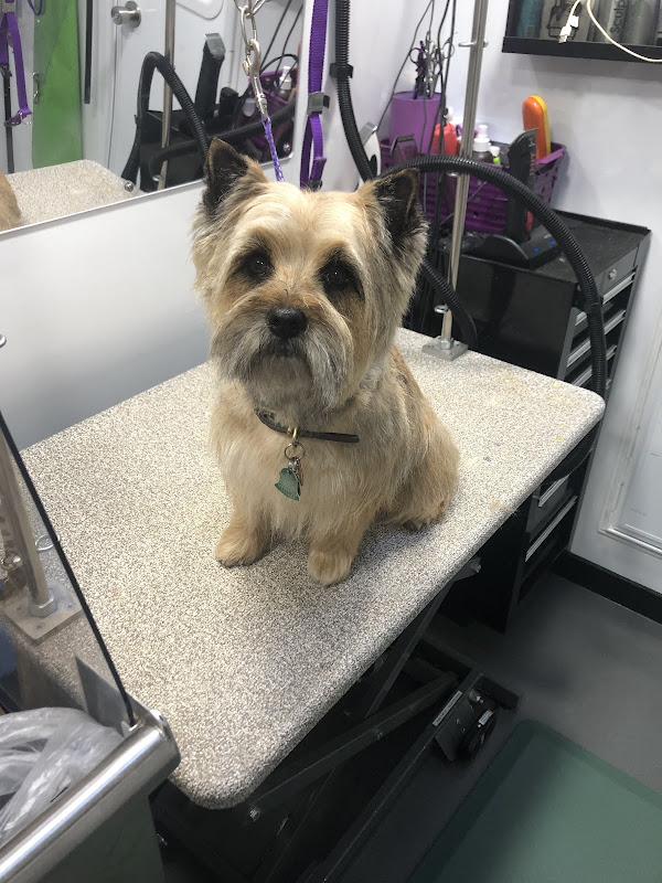 Yorkie with patriotic styling