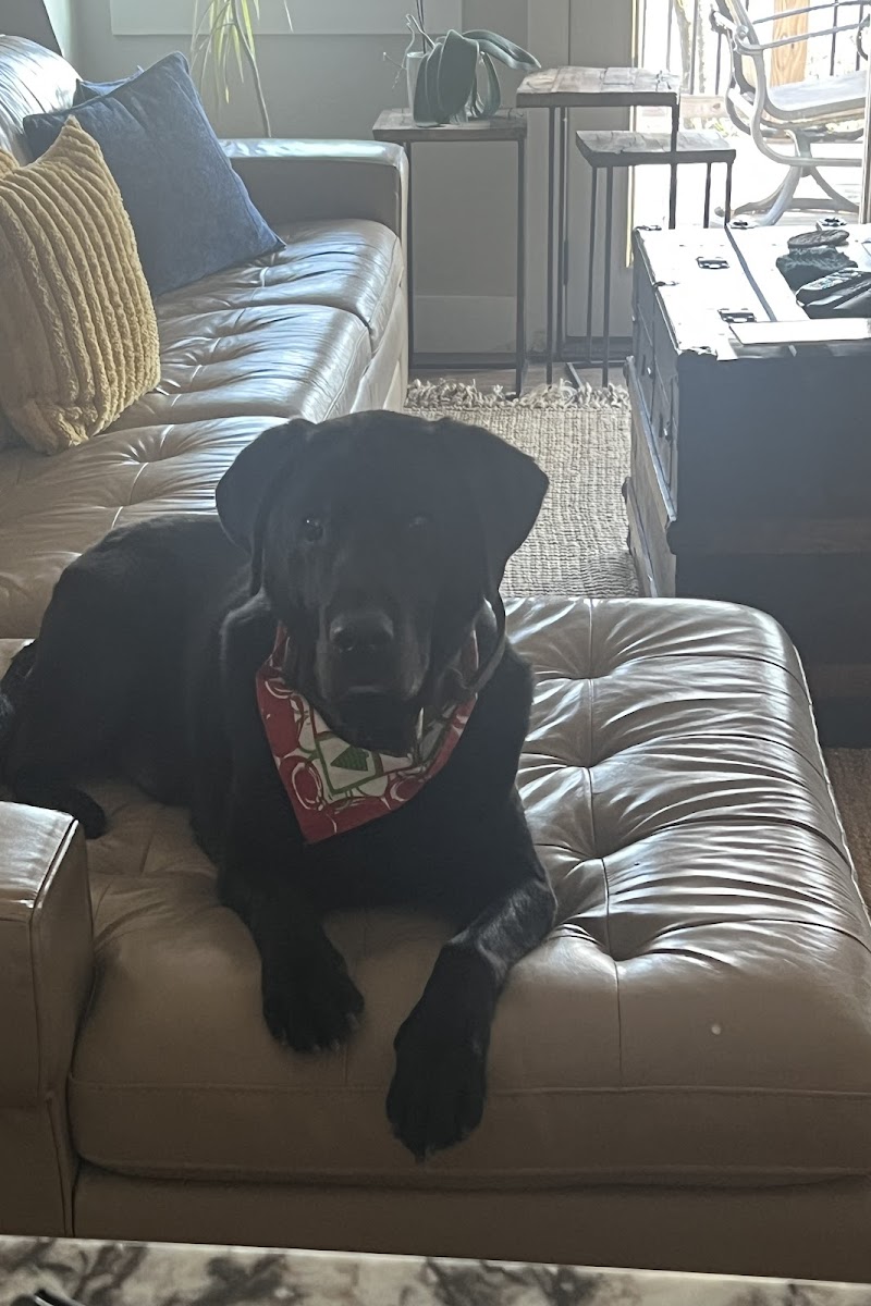 Black Labrador with red holiday bandana on a sofa