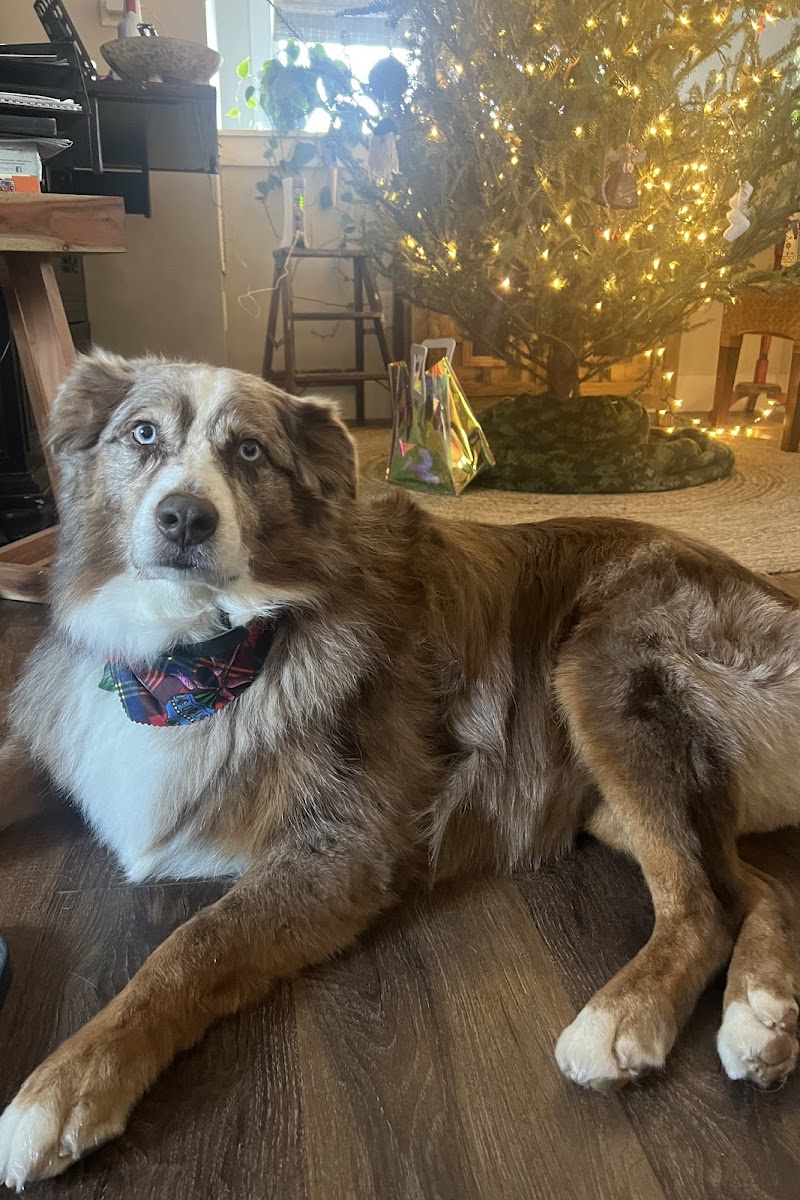 Australian Shepherd groomed by Asgard, in front of a Christmas tree