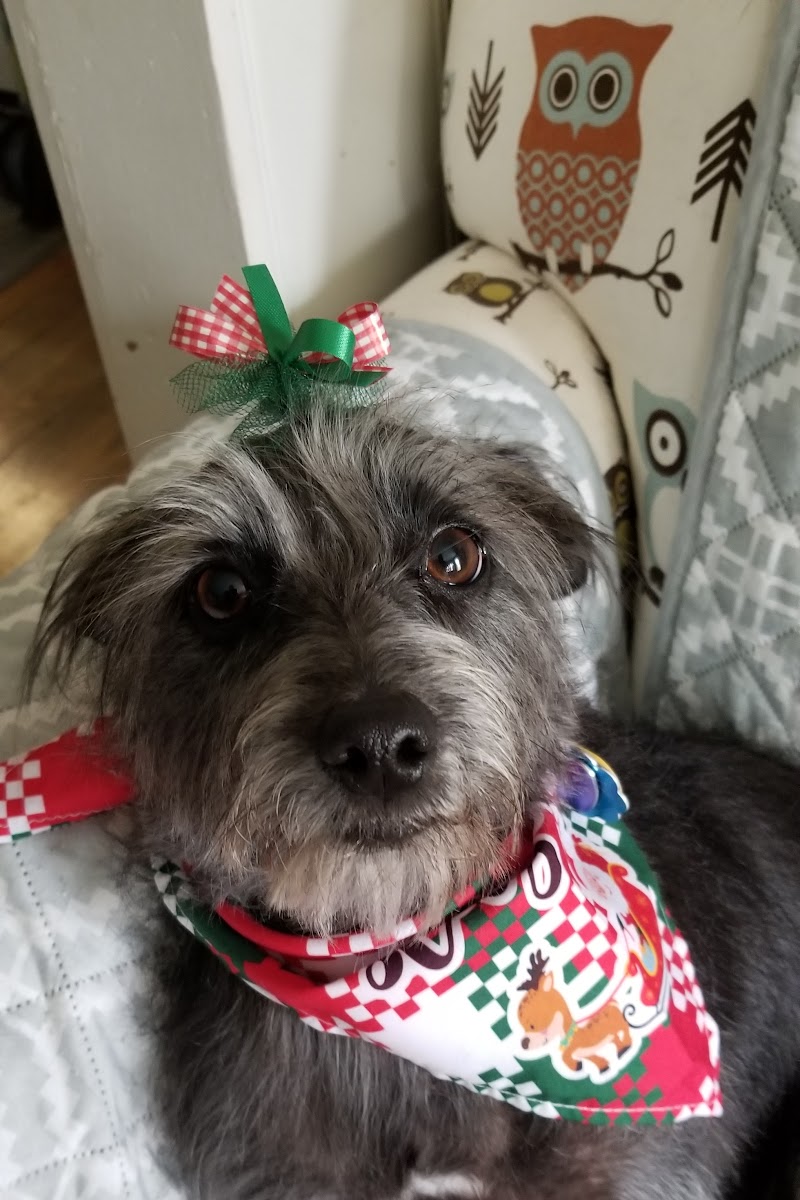 Schnauzer with green holiday bow, freshly groomed
