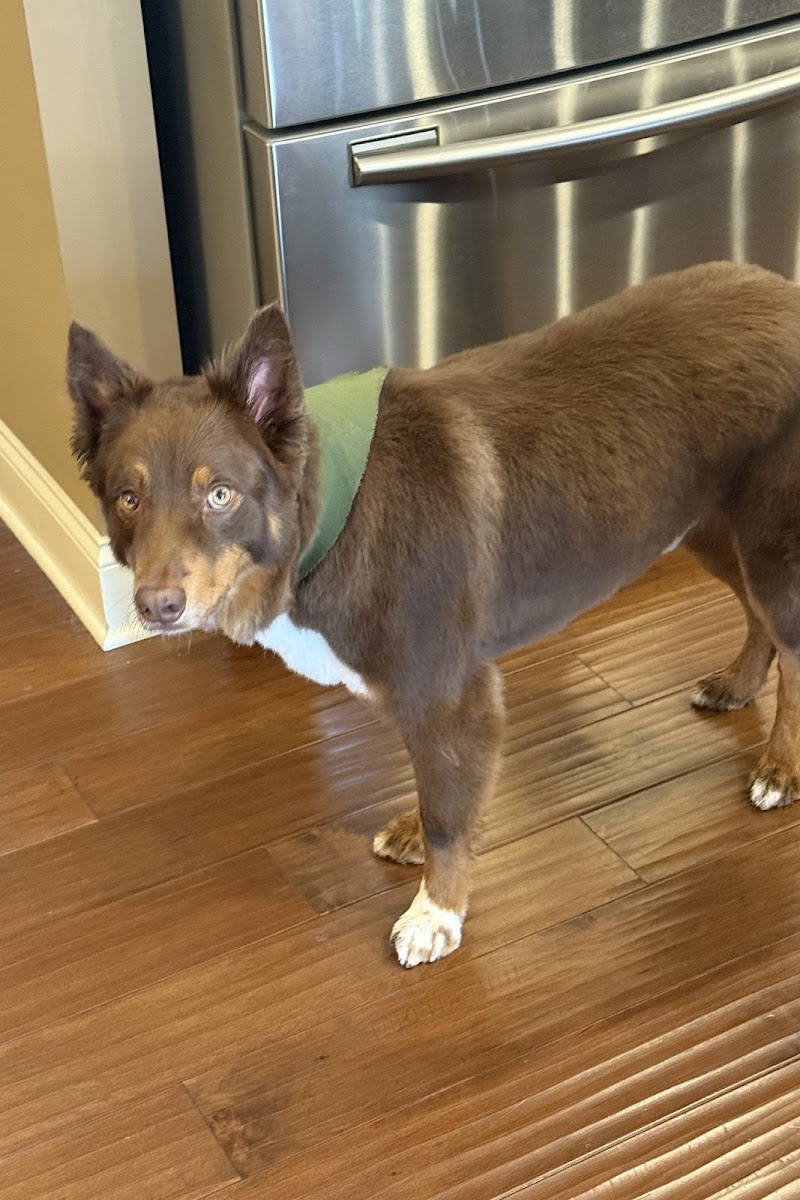 Brown Australian Shepherd in the kitchen, fresh groom