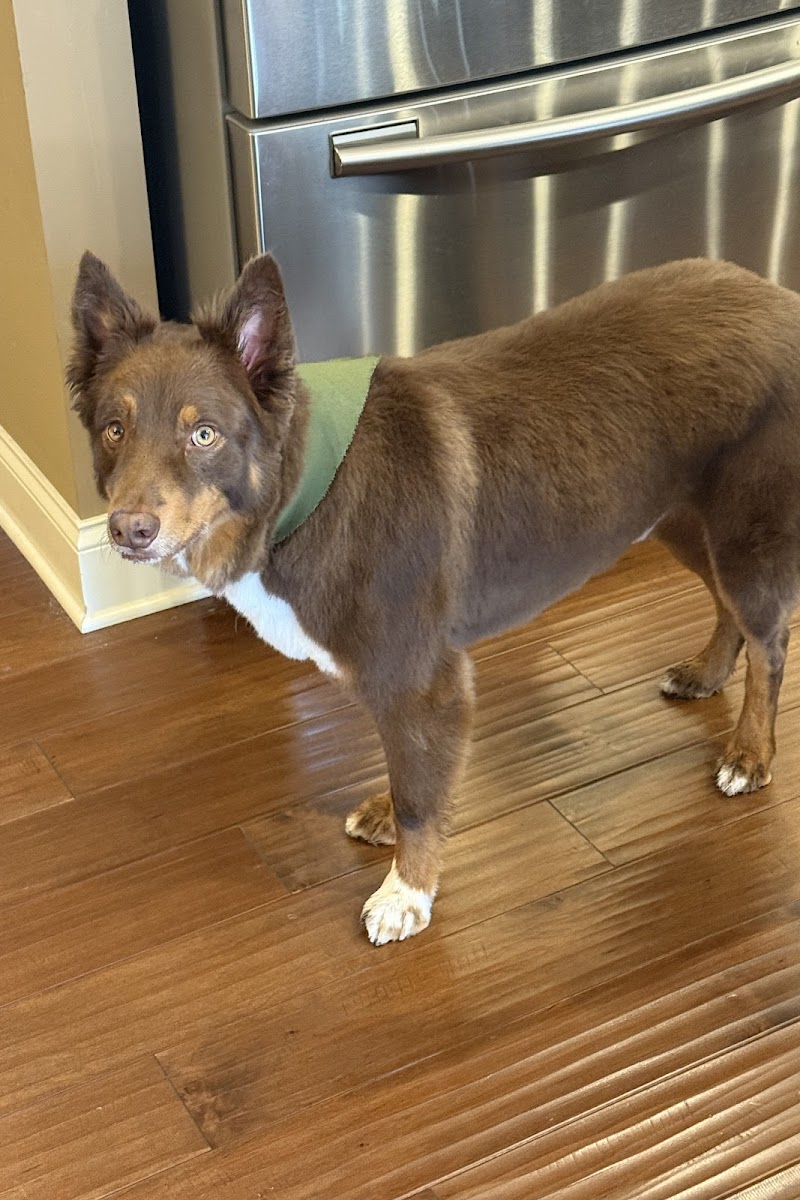 Customer dog after an Asgard groom